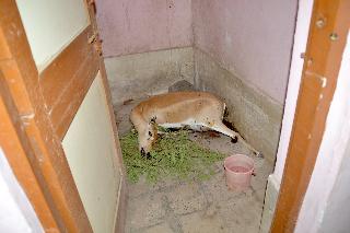 Kalveeta's death due to the deficiency of forest department | वन विभागाच्या हलगर्जीपणामुळे काळवीटाचा मृत्यू